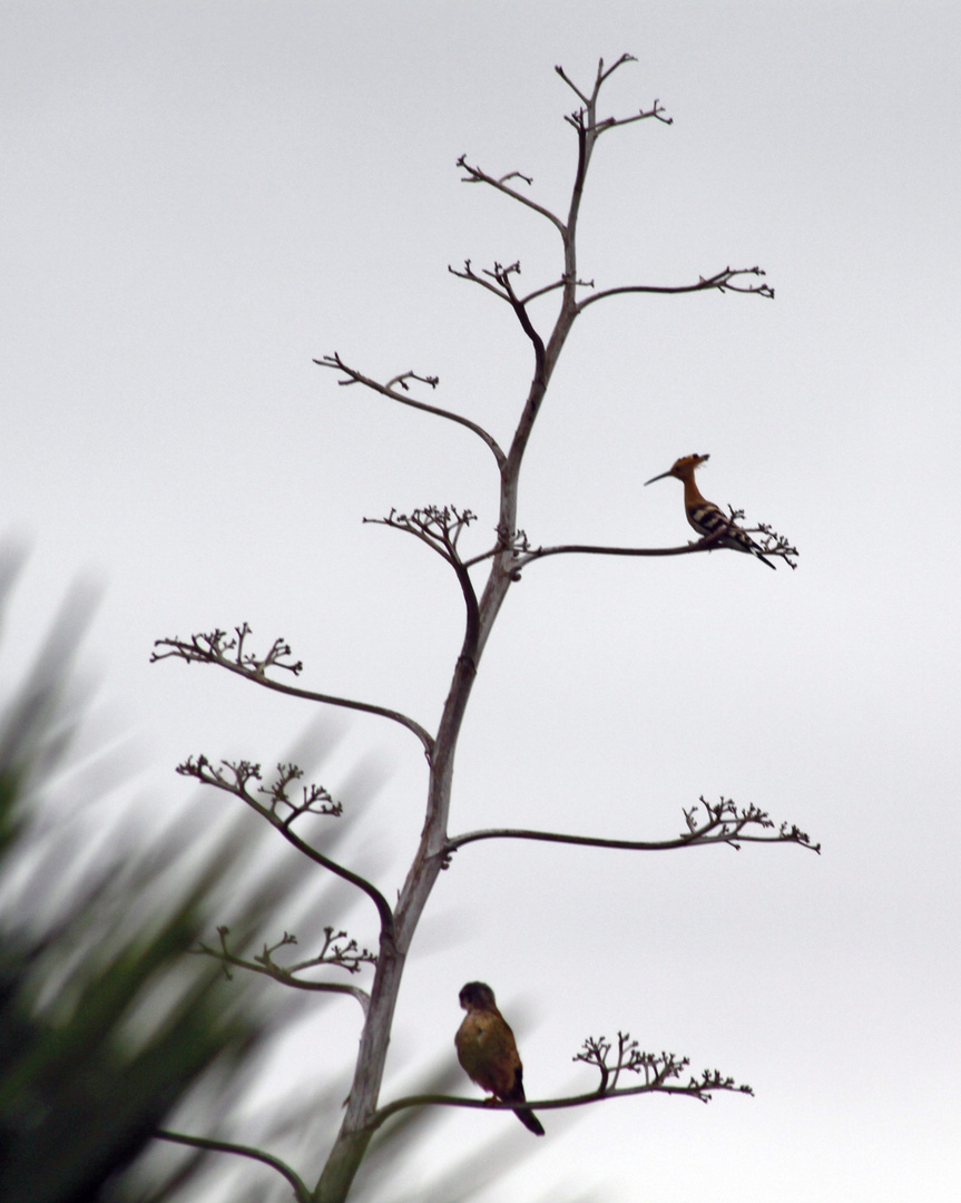 Falke und Widehopf