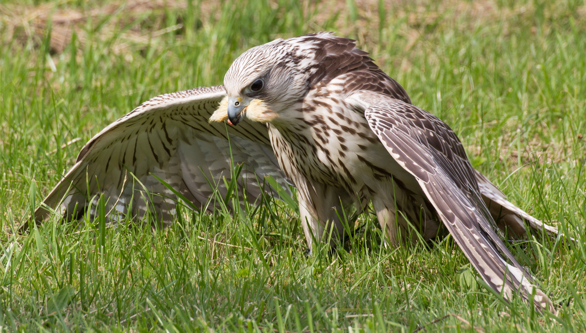 Falke von der Ronneburg