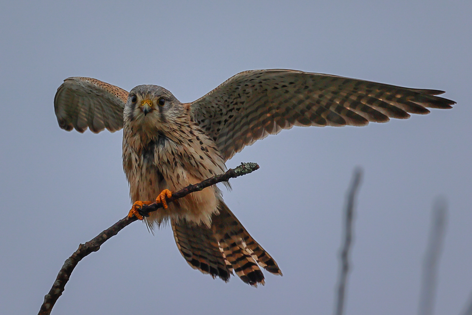 Falke vor dem Abflug