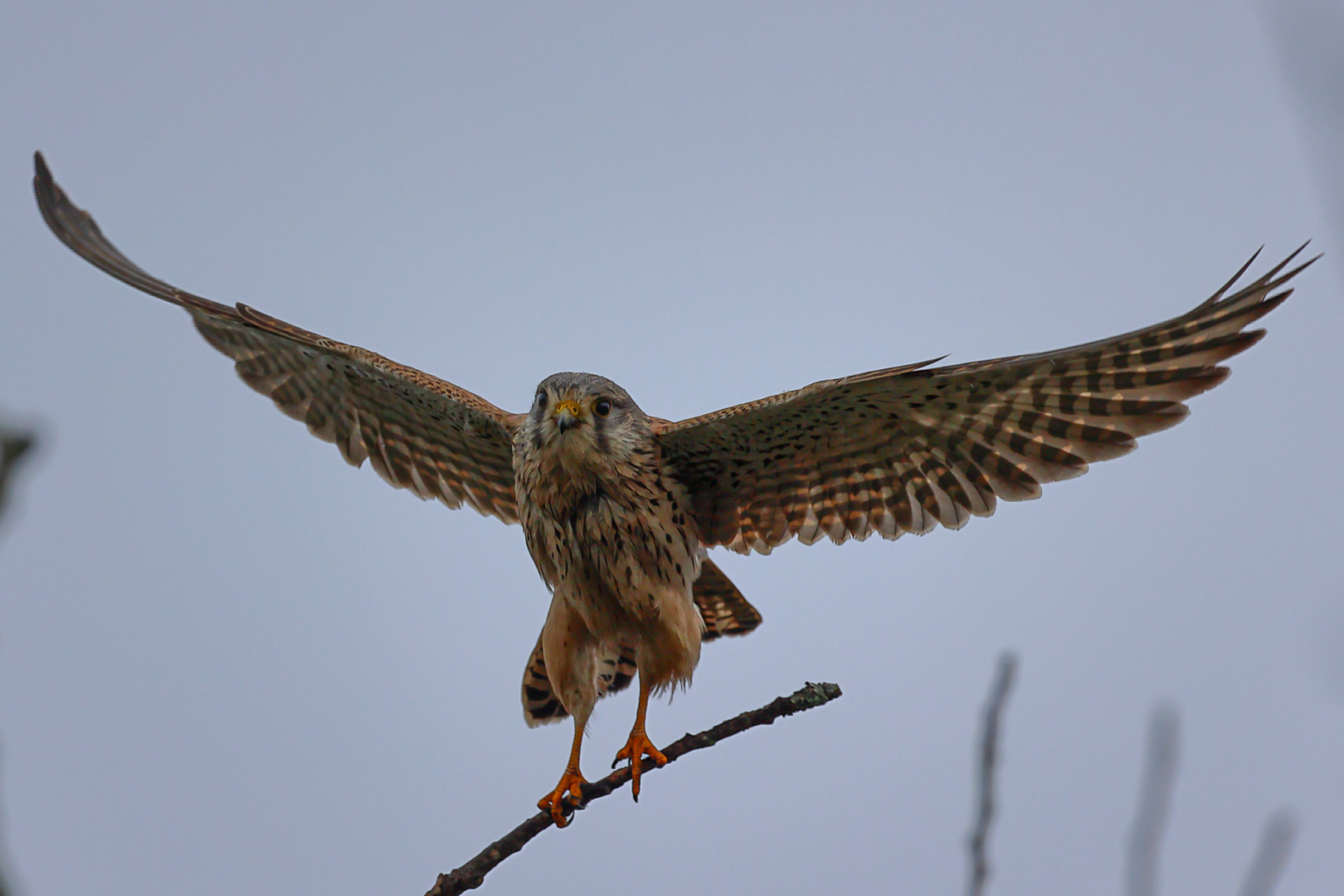 Falke vor dem Abflug