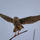 Falke vor dem Abflug