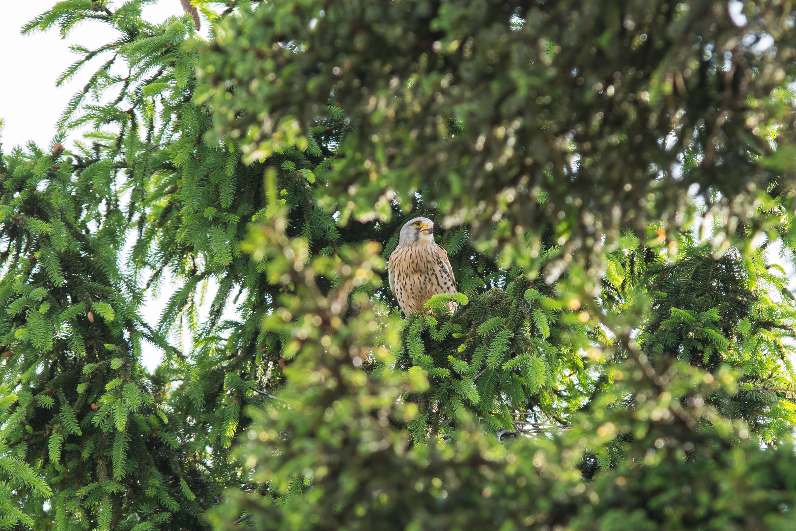 Falke vor dem Nest