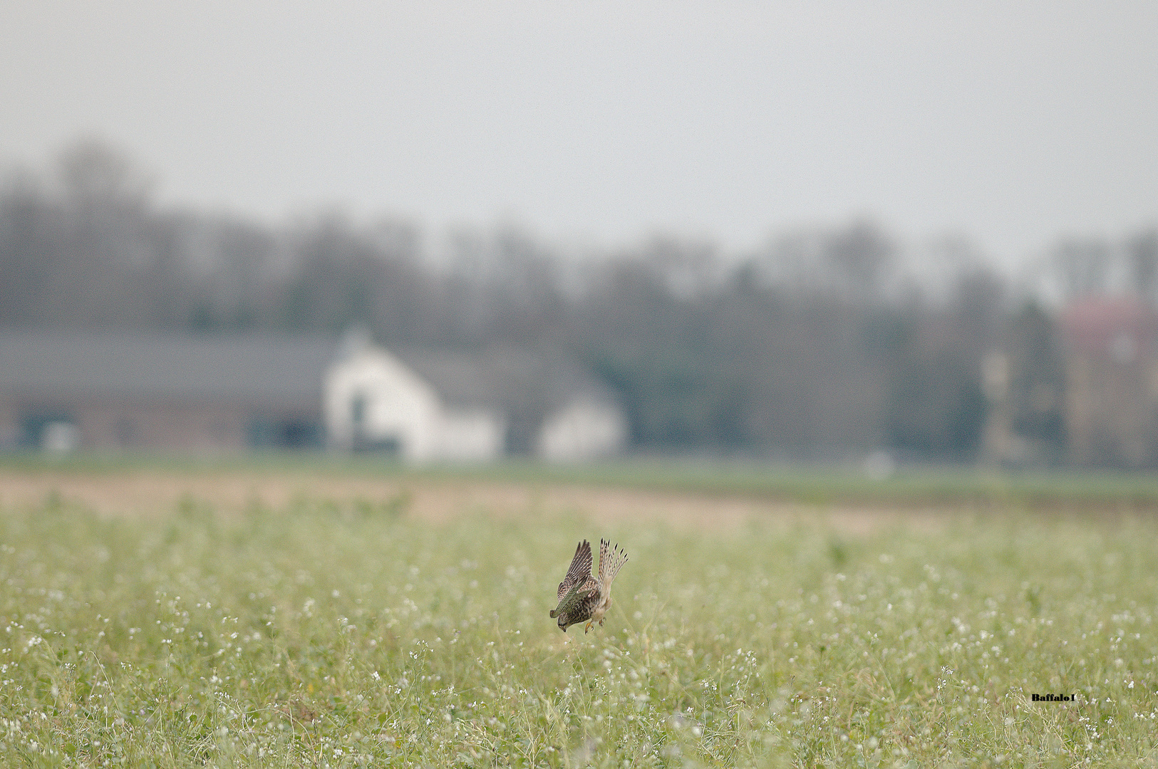 Falke vor Zugriff