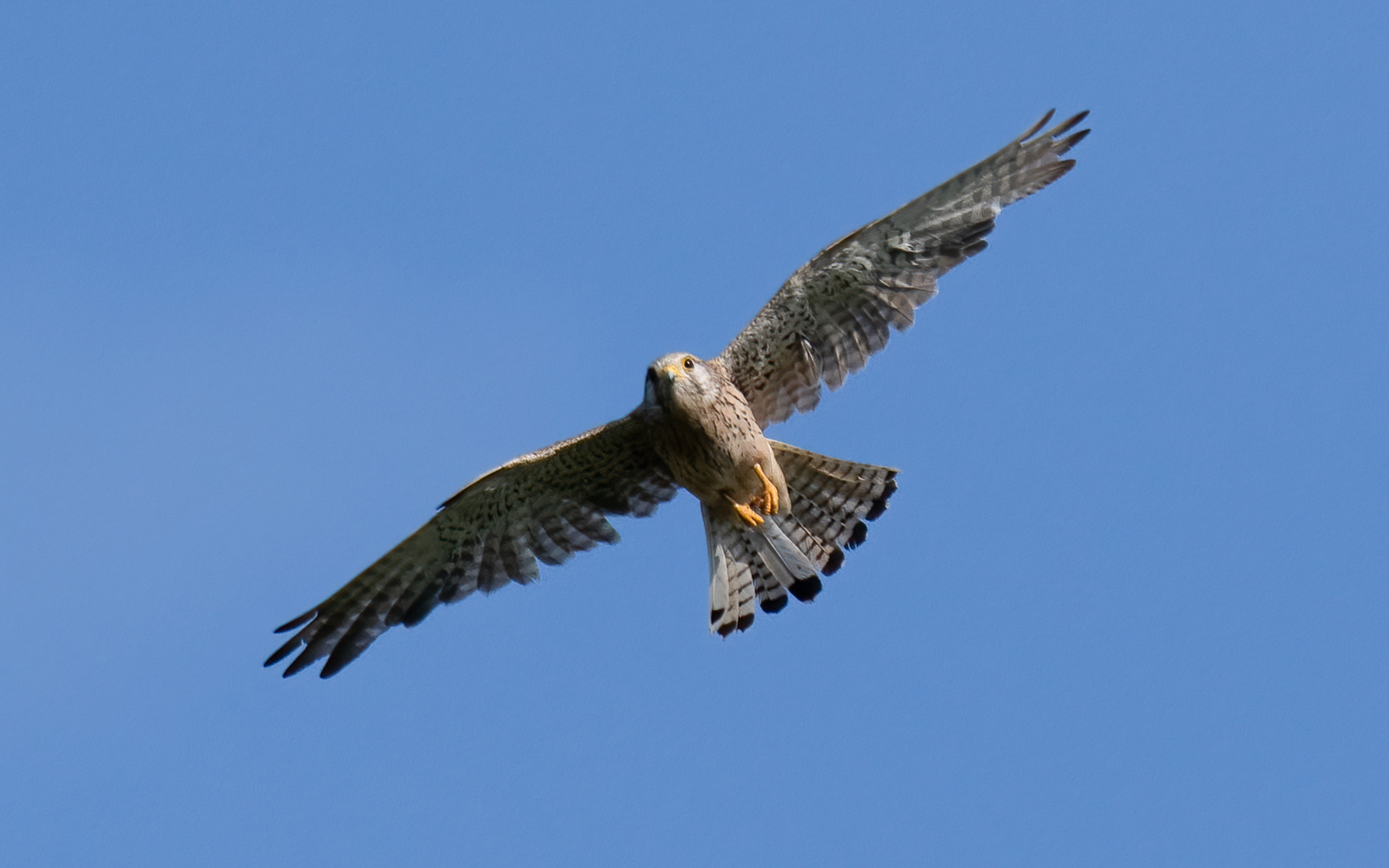 Falke Weschnitzaue Lorsch 1 2021