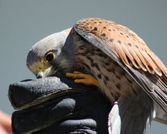 Falke - wird belohnt