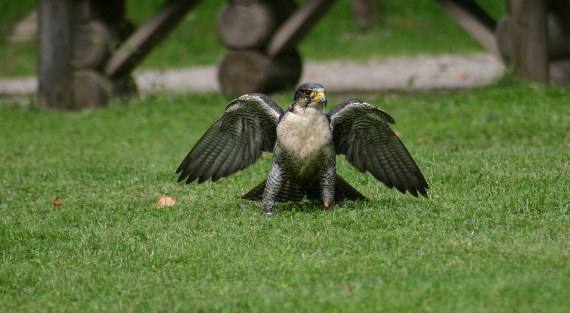 Falke zu Fuß unterwegs