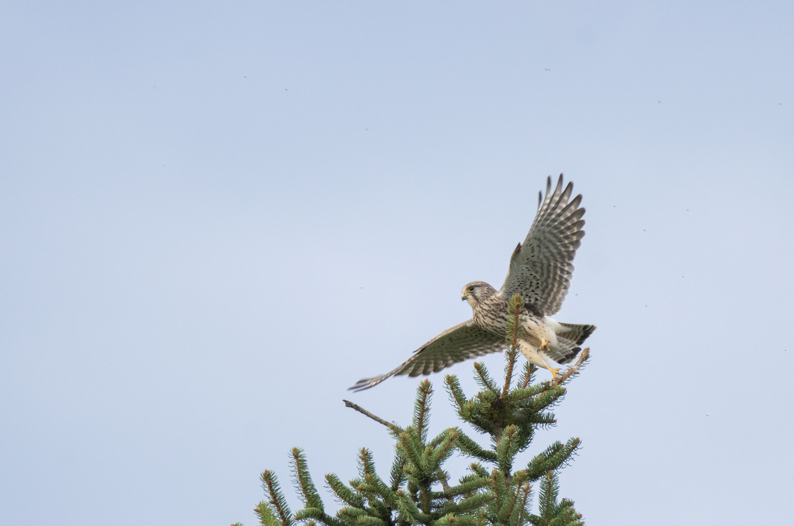 Falke,männlich