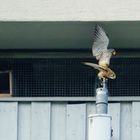  Falken bei der Familien gründung