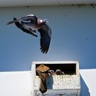 Falken beim füttern und Taube fliegt drüber