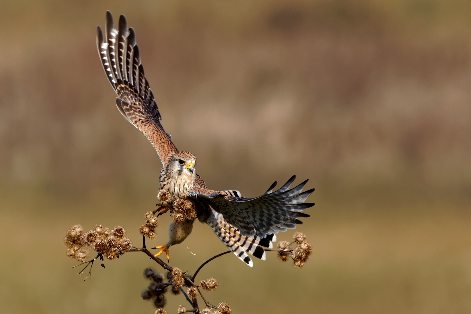 Falken Dame auf der Jagd 8084