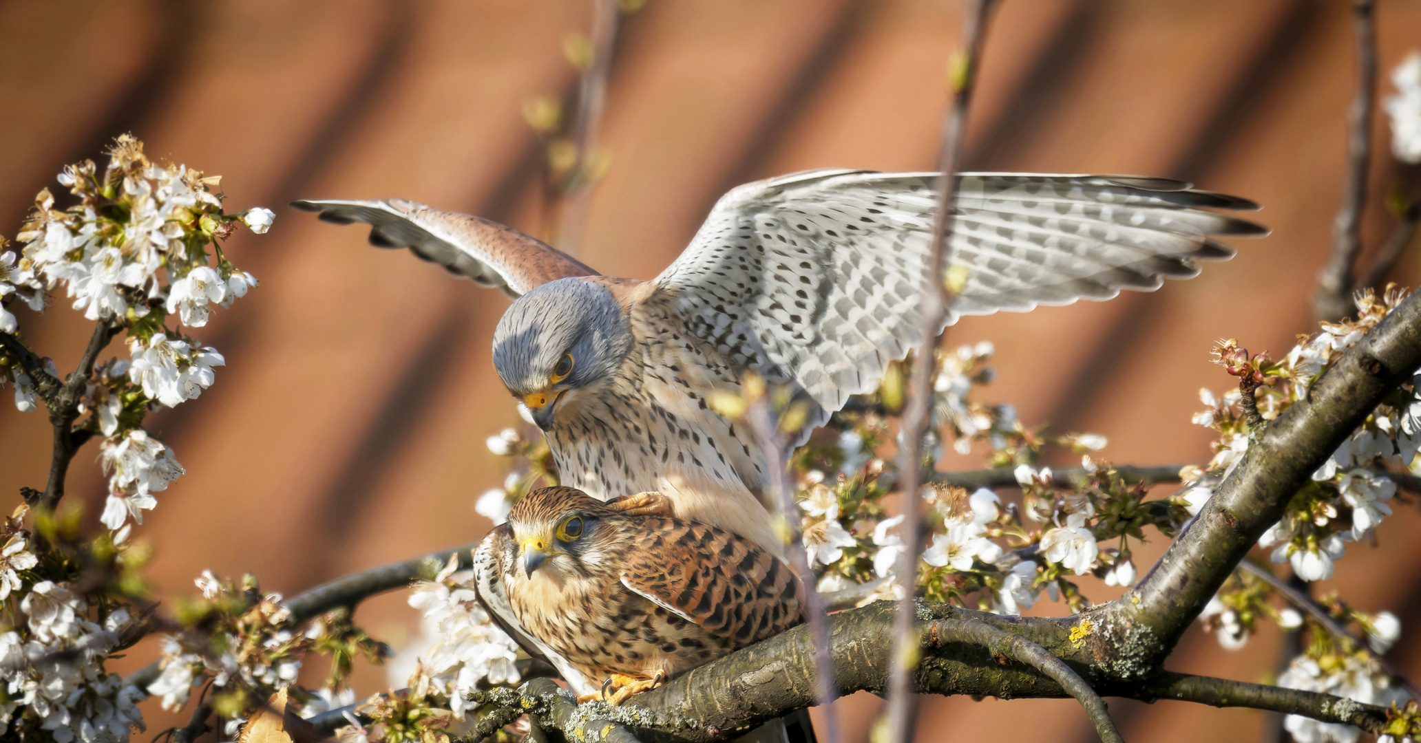 Falken im Kirschbaum