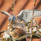 Falken im Kirschbaum