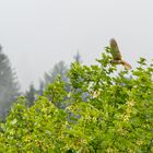 Falken im Stubaital (2)