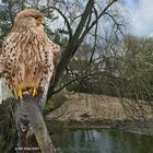 Falken im Vogelpark Bobenheim-Roxheim