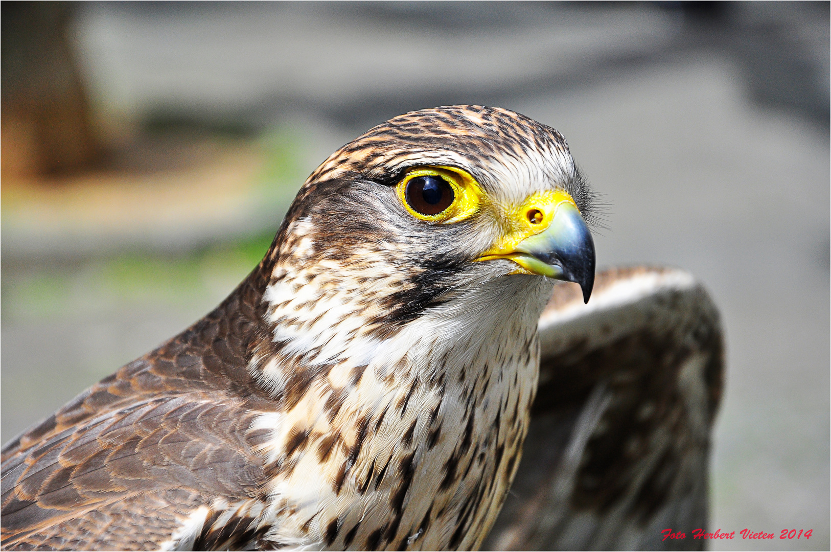 Falken in Viersen Foto & Bild | tiere, wildlife, wild lebende vögel ...