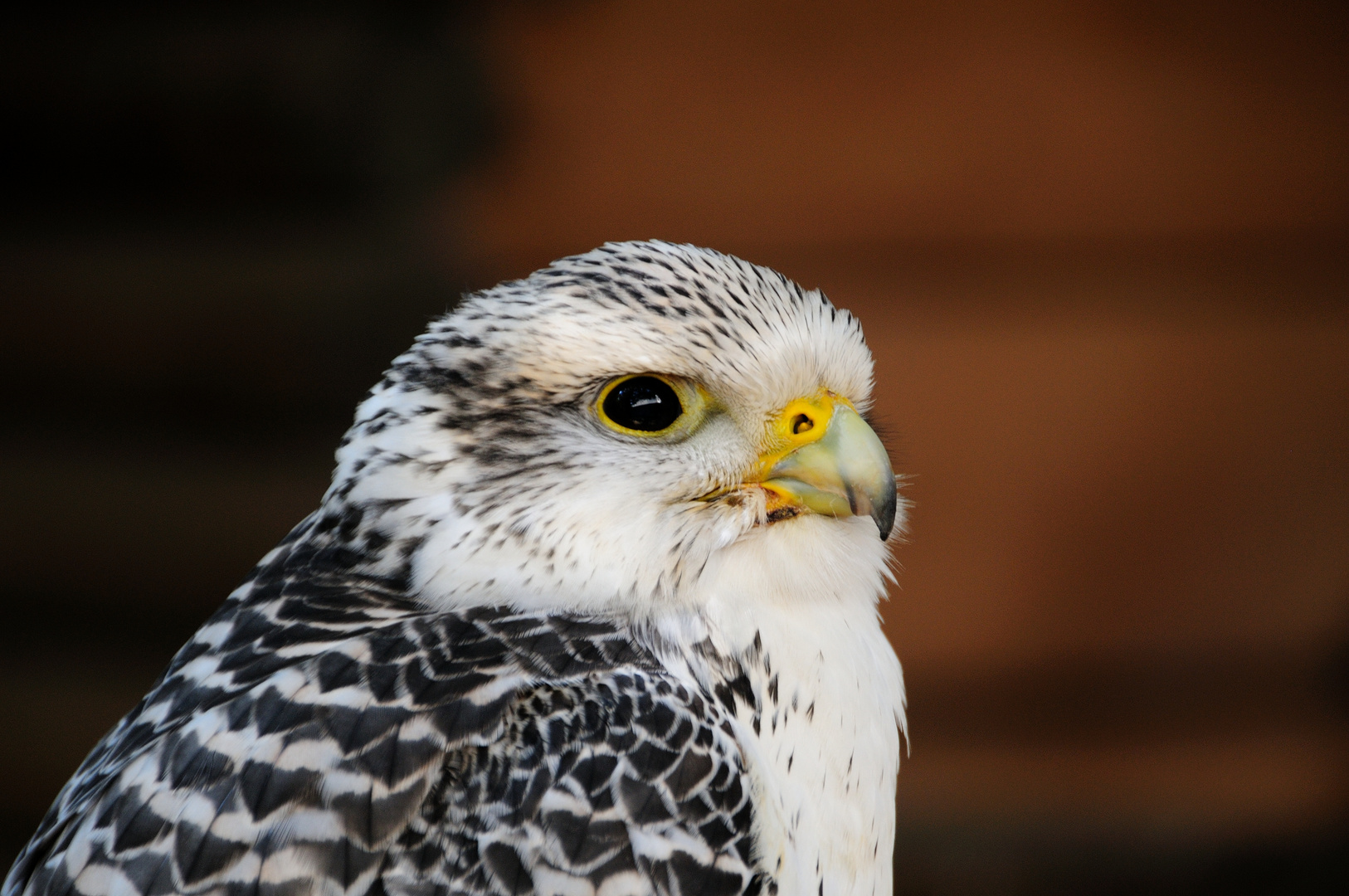 Falken Portrait