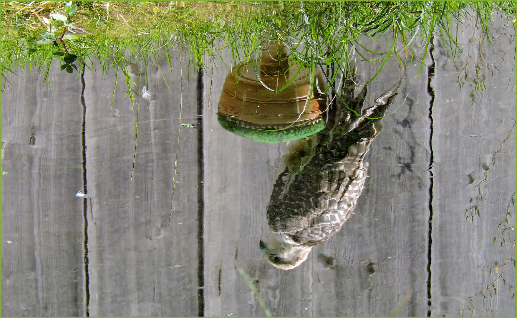  Falken- Spiegelbild im Bach