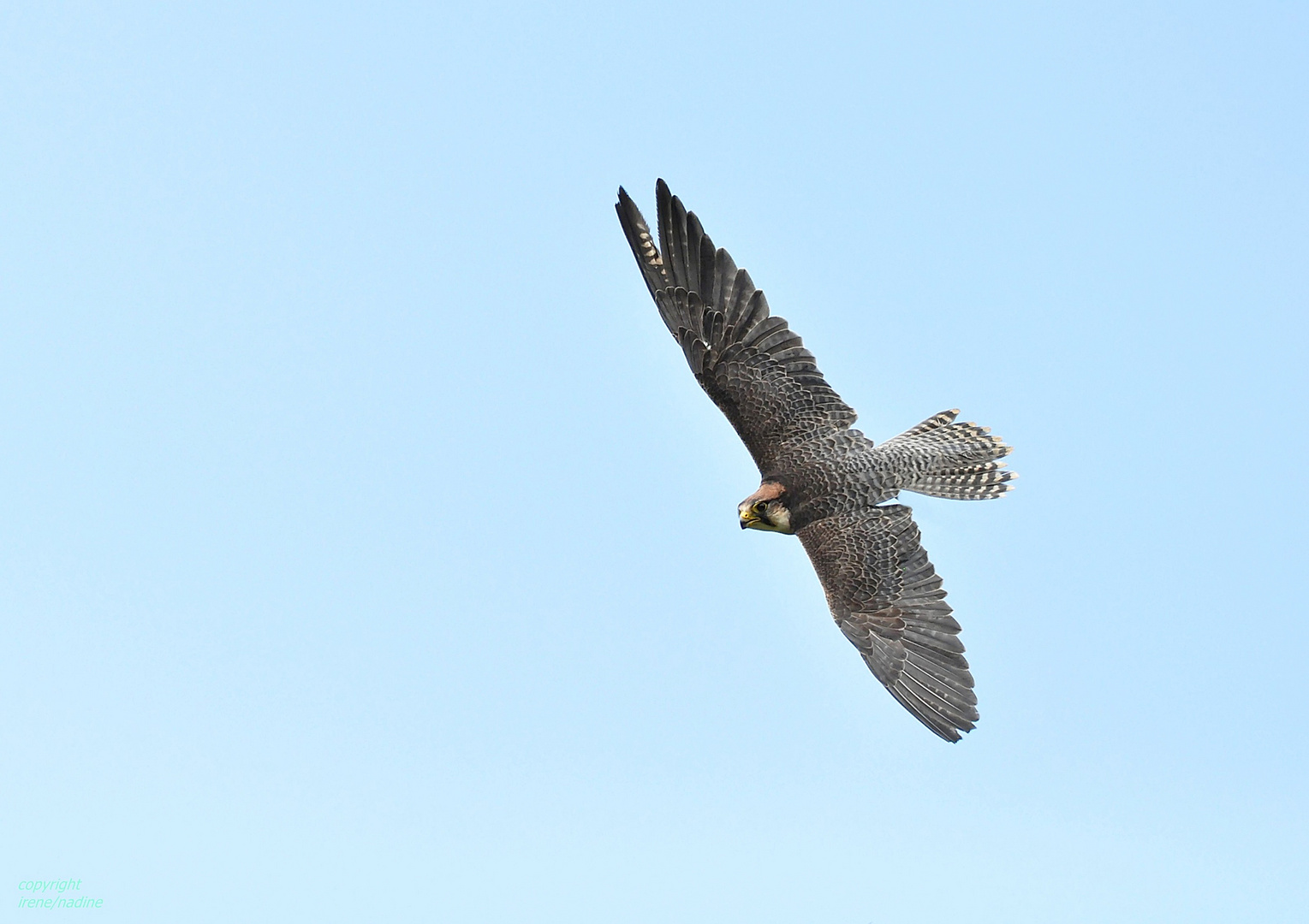 Falken Sturzflug