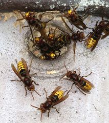 „Falken unter den Insekten“