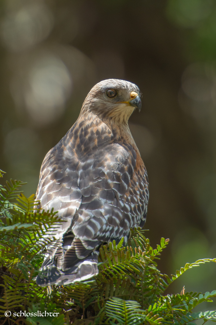 Falkenbussard