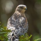 Falkenbussard