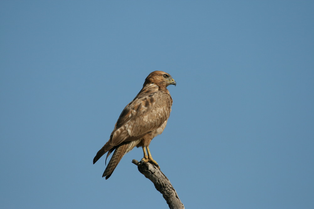 Falkenbussard