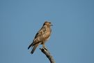 Falkenbussard von fraends 