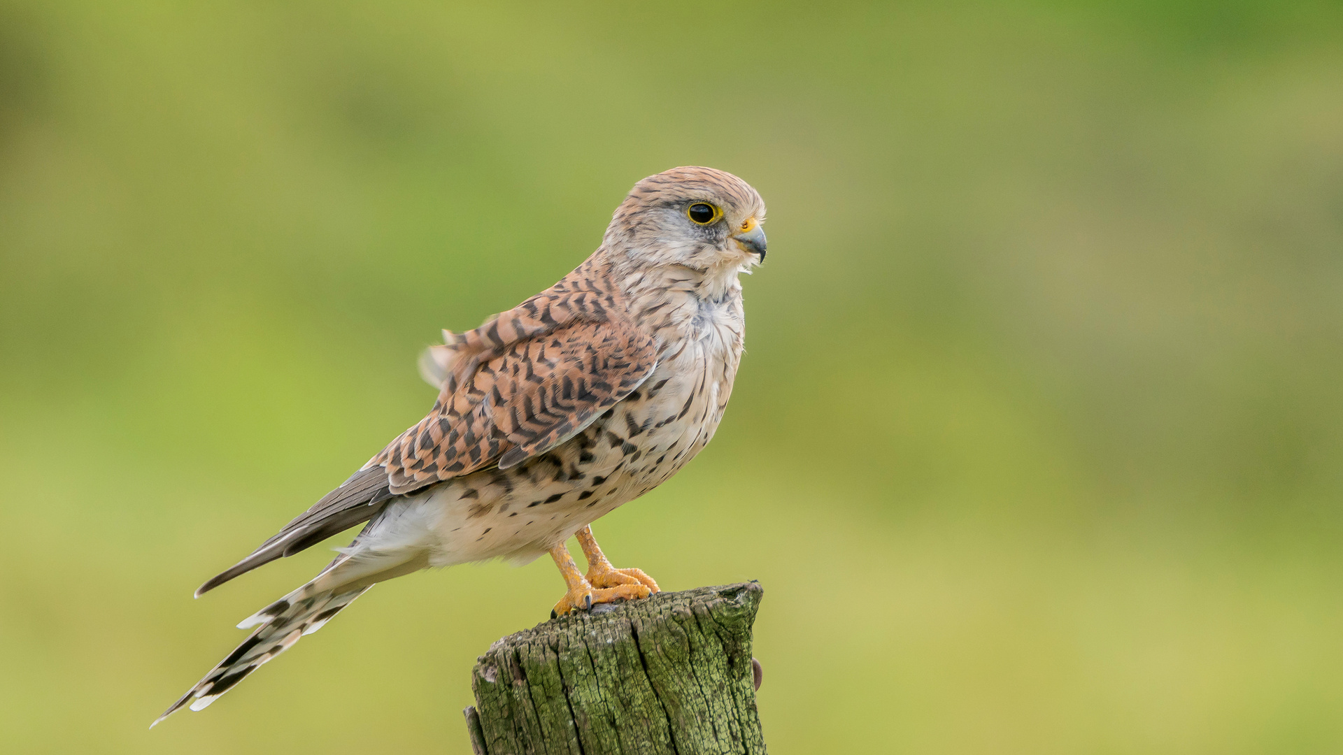 Falkendame aus den Rheinauen