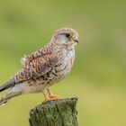 Falkendame aus den Rheinauen