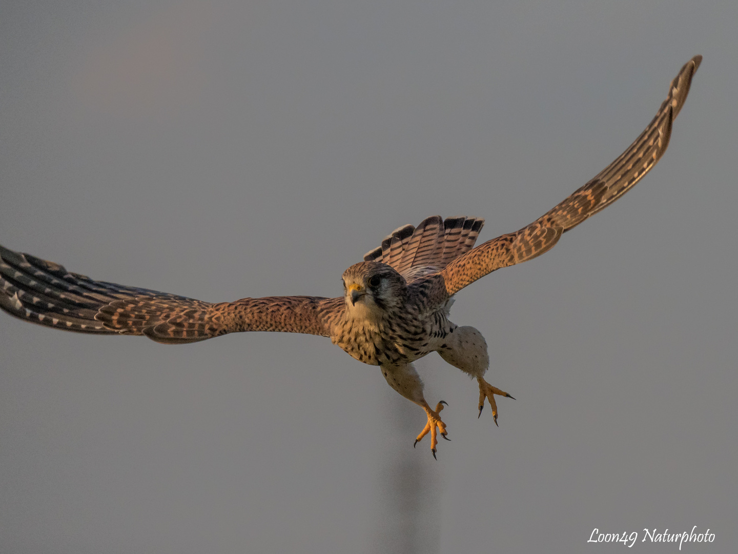 Falkendame im abendlichen Anflug