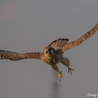 Falkendame im abendlichen Anflug