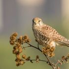 Falkendame im Klettenbusch