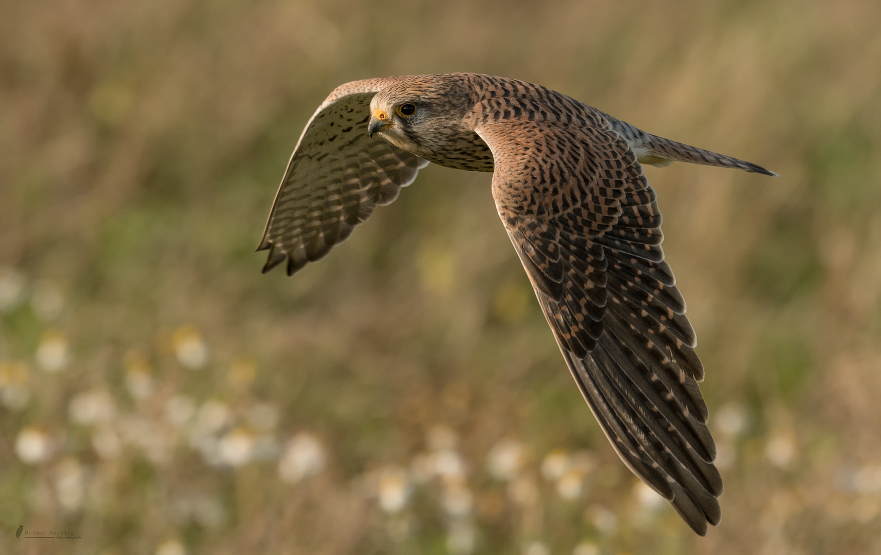 Falkendame im Vorbeiflug