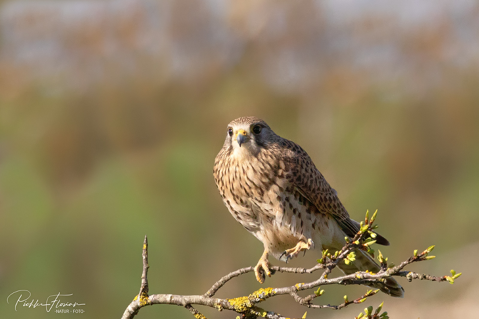 Falkendame möchte zum Nest