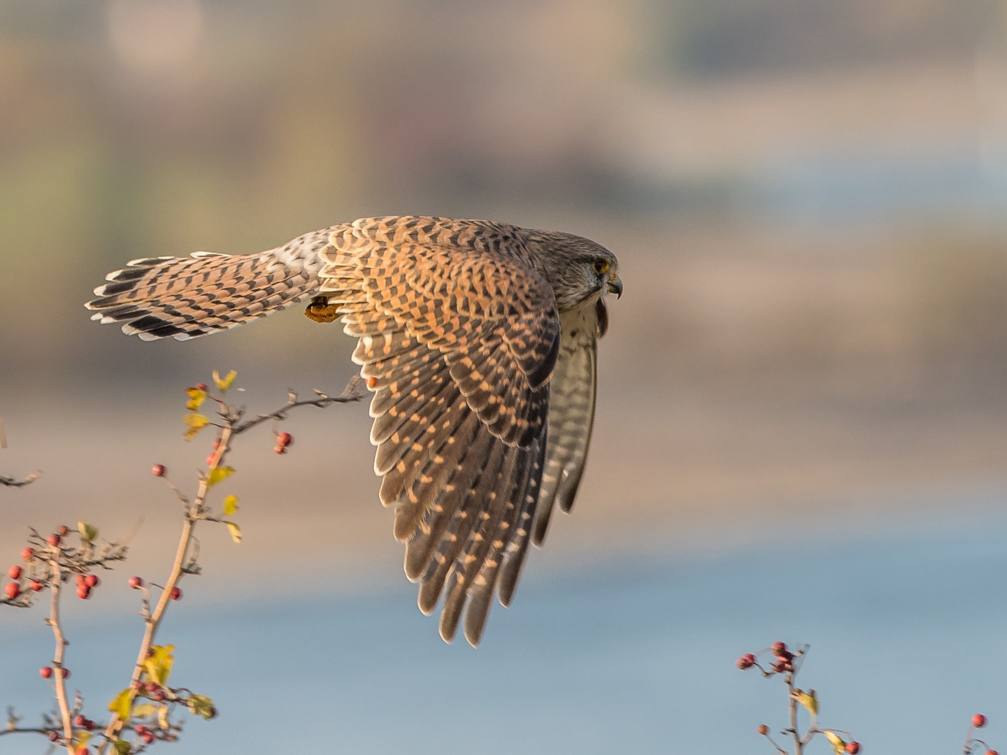 Falkenflug...