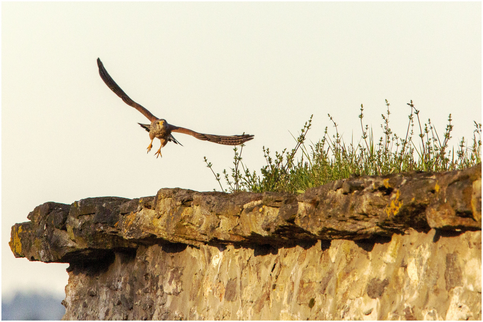 Falkenflug