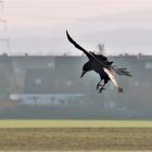 Falkenimitator im Sturzflug.