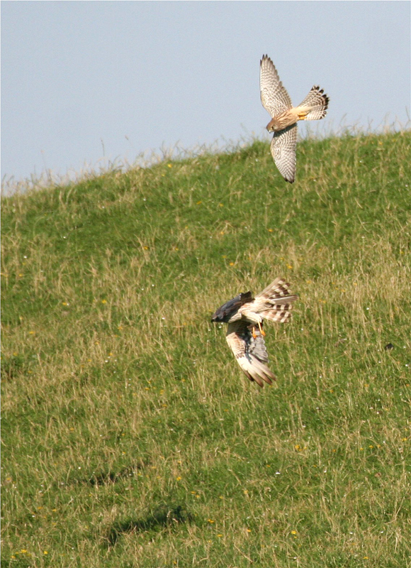 "Falkenjagd"