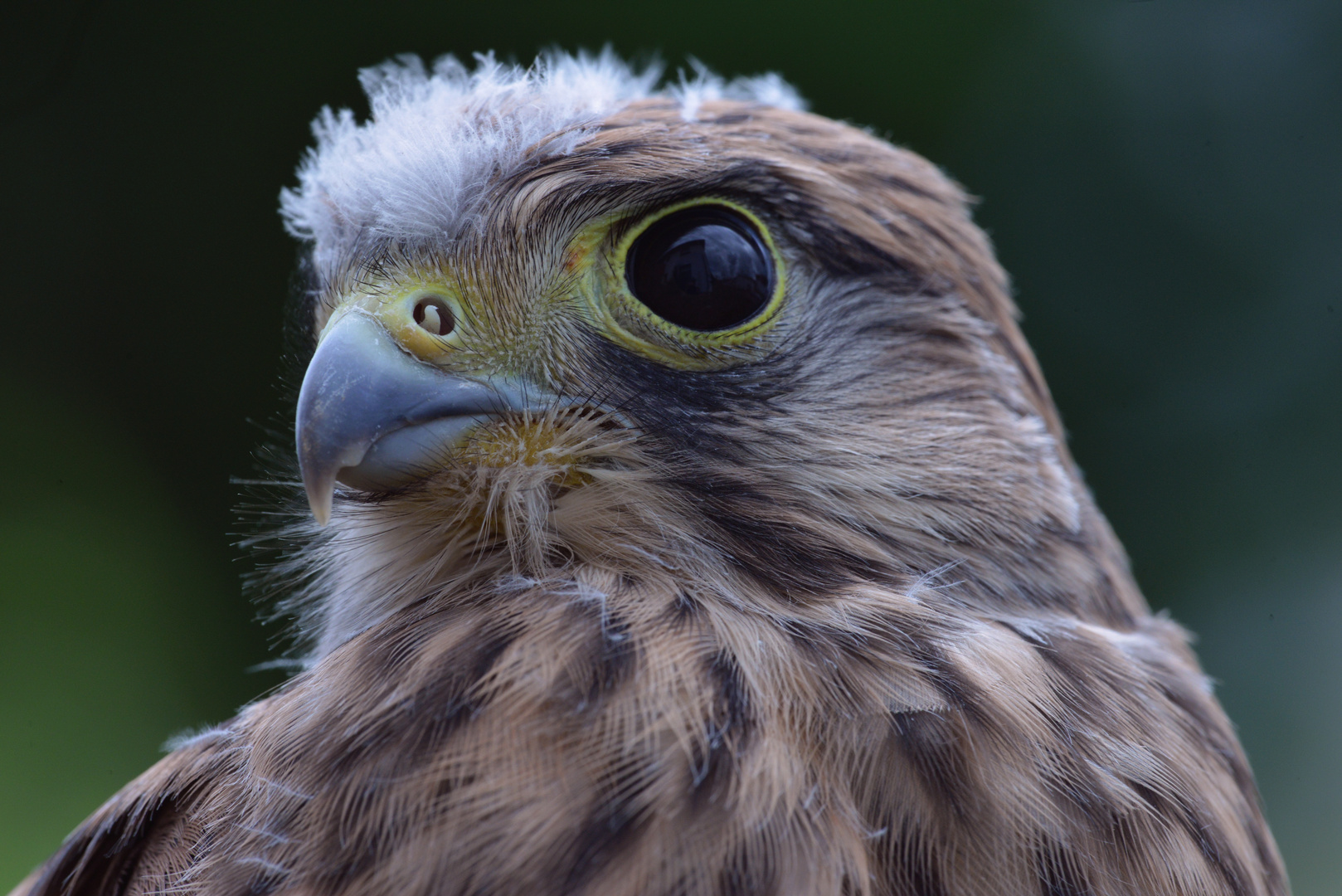 Falkenjunges Portrait 06072020