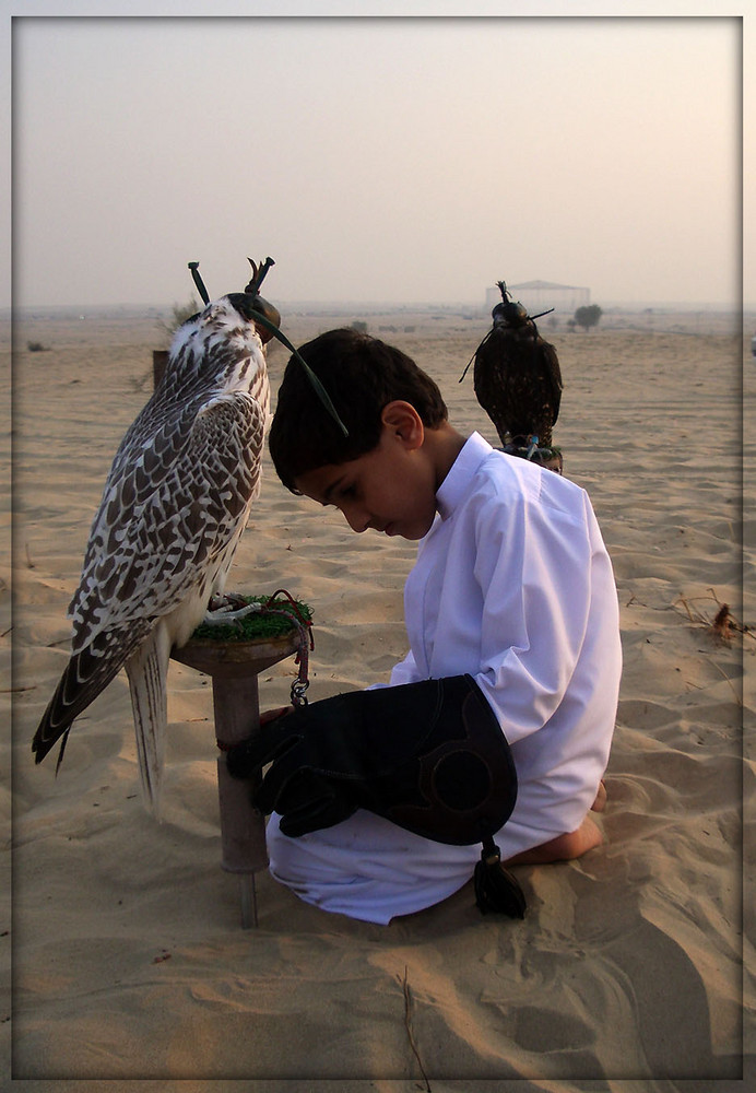 Falkenkind in der Wueste von Dubai