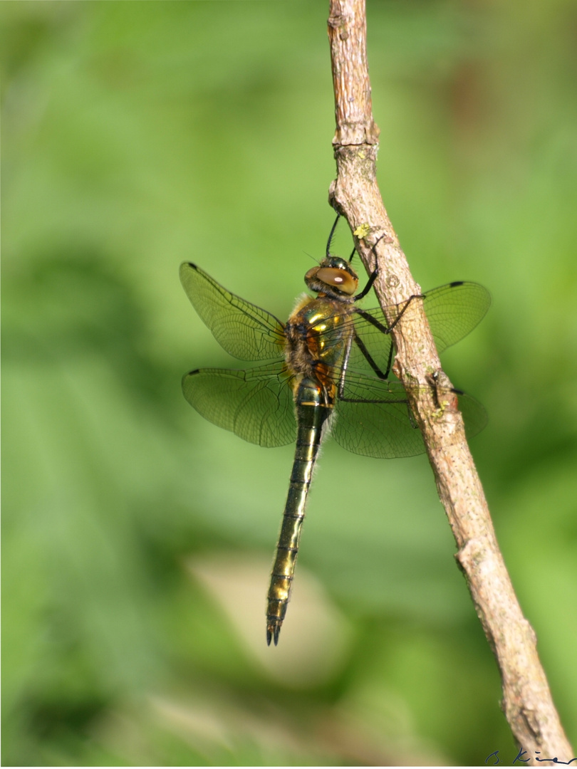 Falkenlibelle