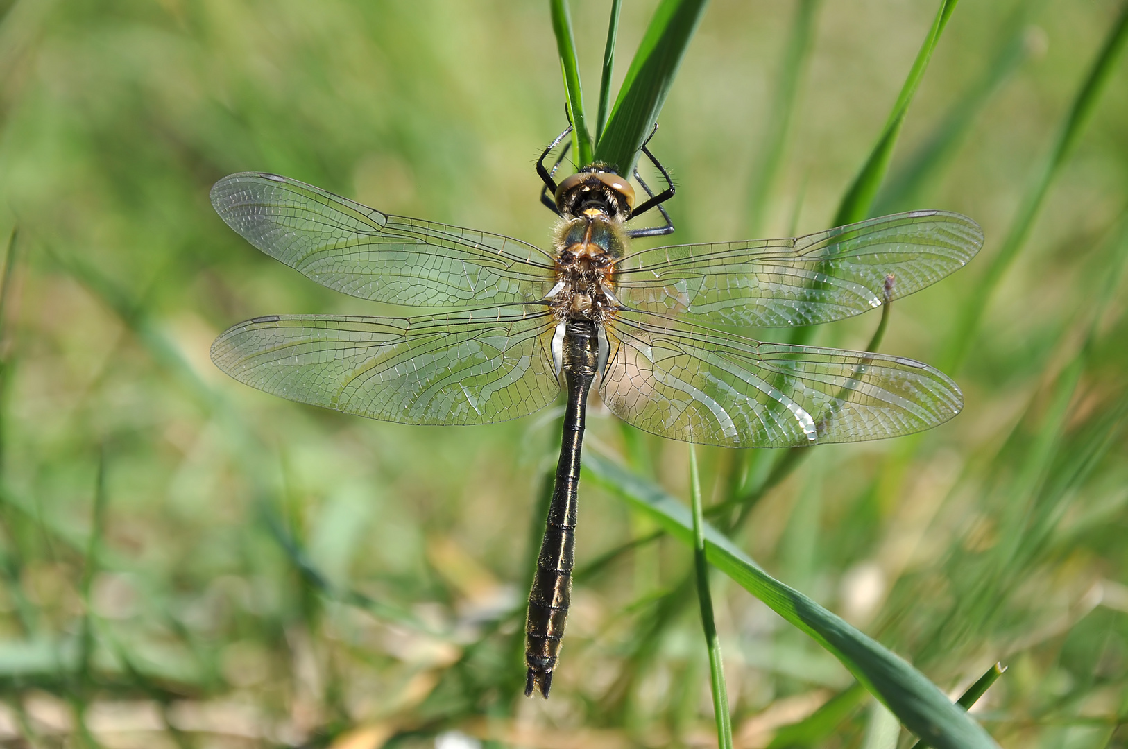 Falkenlibelle