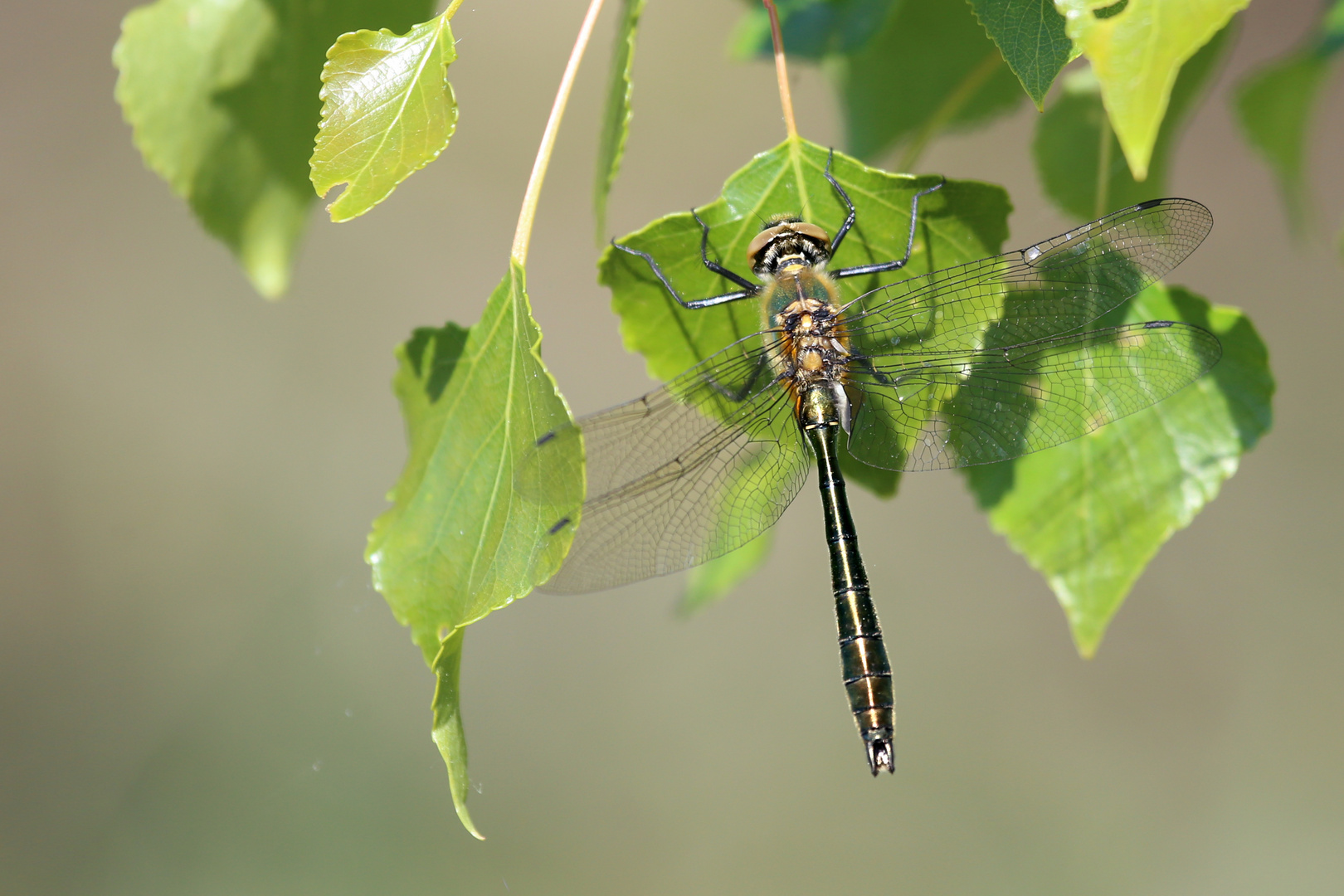 Falkenlibelle