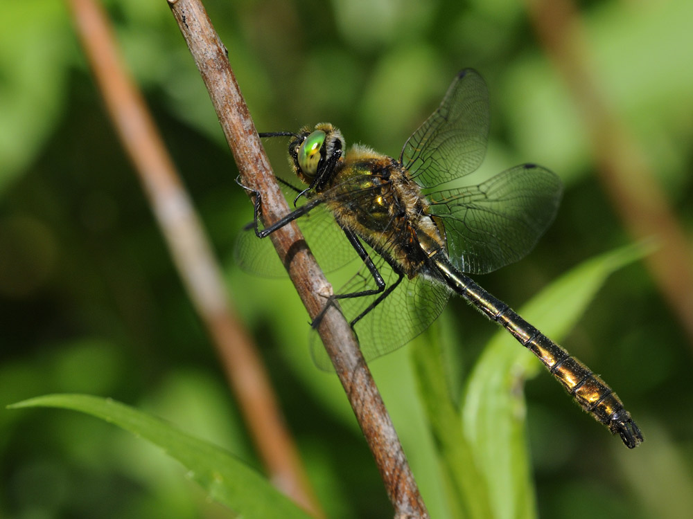 Falkenlibelle