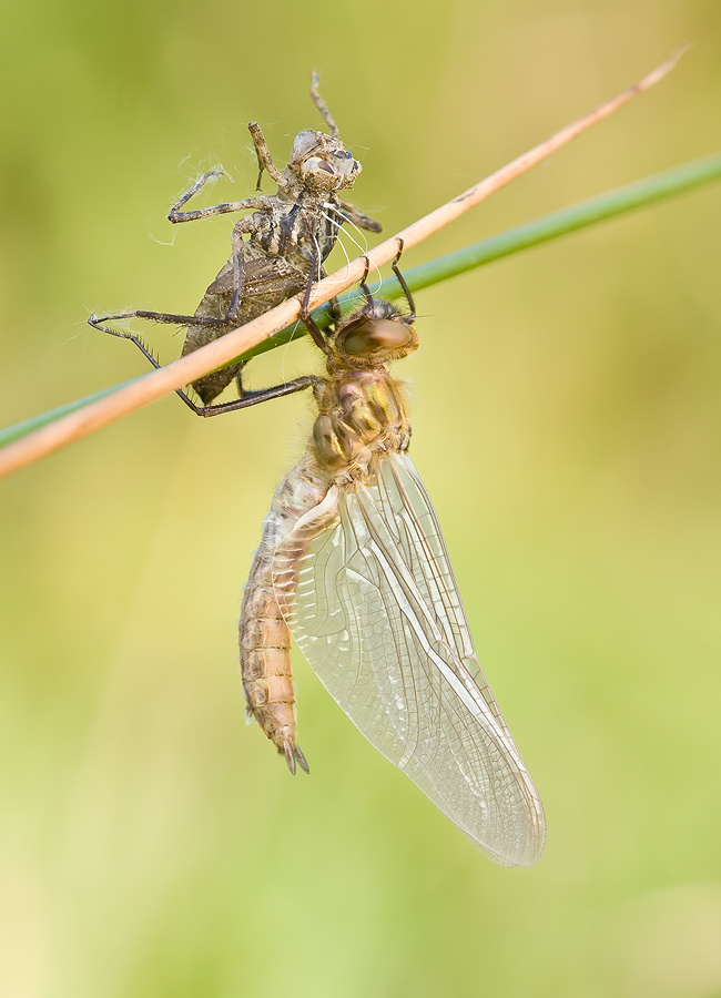 Falkenlibelle