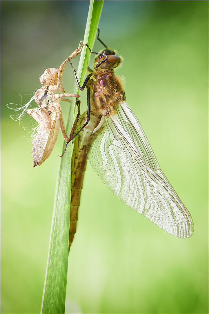 Falkenlibelle