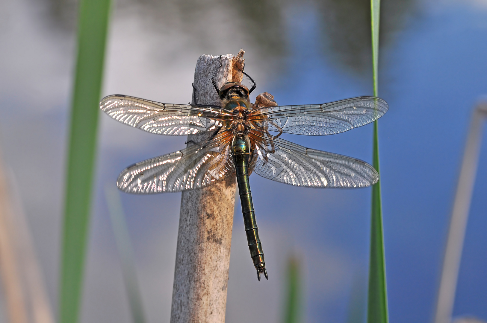 Falkenlibelle #3