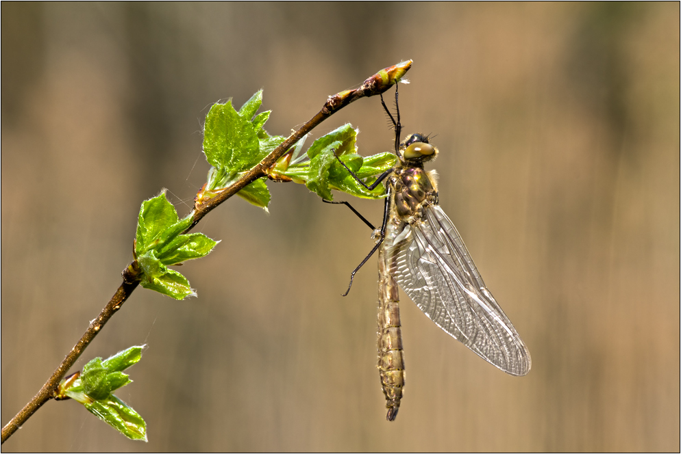 Falkenlibelle (3)