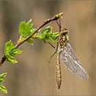 Falkenlibelle (3)