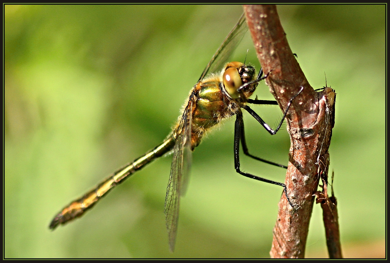 Falkenlibelle